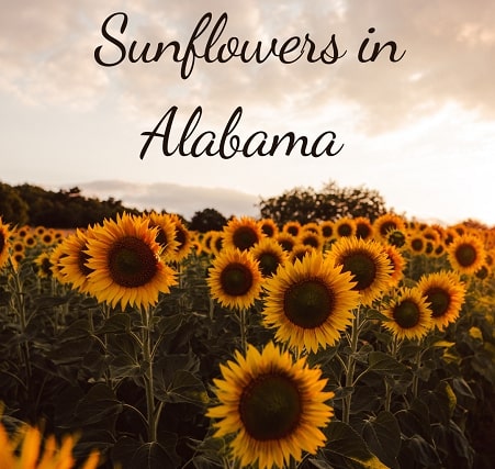 How do you plant sunflowers in Alabama
