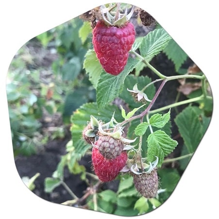 What is the best region to grow raspberries in the United States?