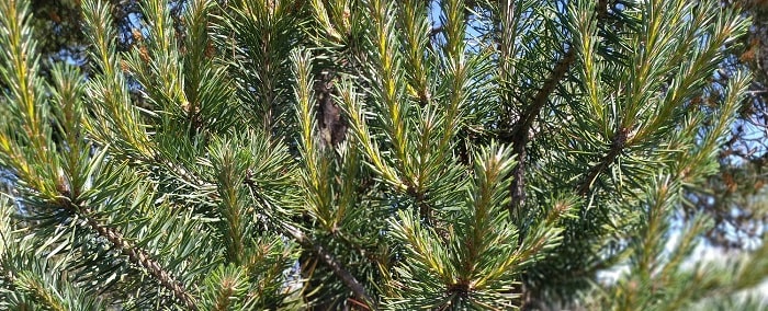 loblolly pine (Pinus taeda) tree growing in America