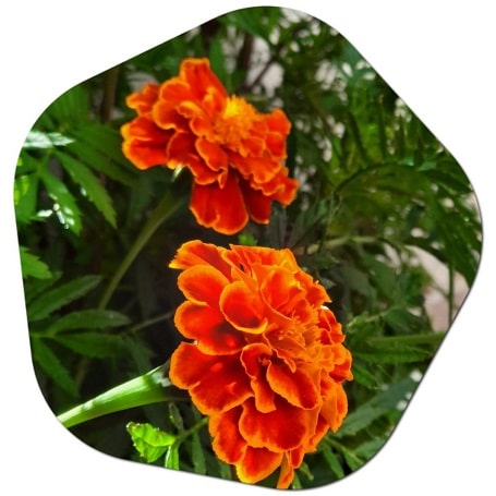 Are marigolds native to California