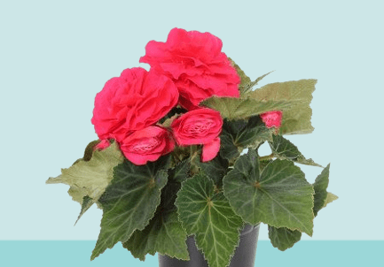 How do you take care of begonia flowers indoors