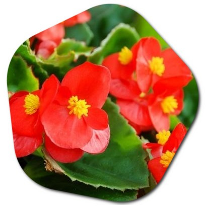 Is the begonia flower an indoor plant