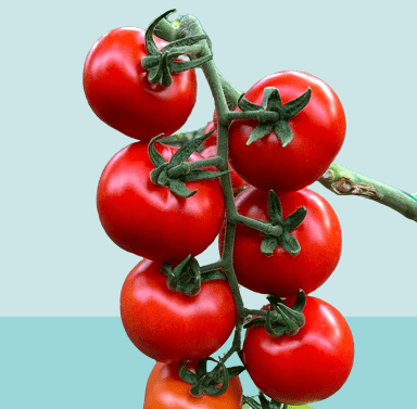 List of tomato growing countries