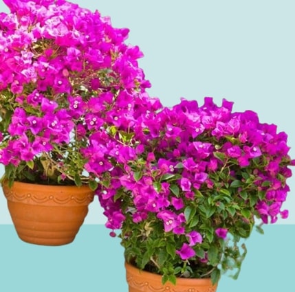 Where does bougainvillea grow in California