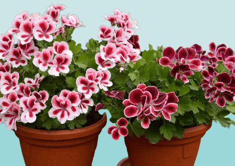 What are the most popular potted flowers in the UK