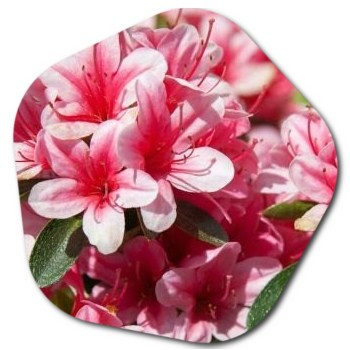 Can the Azalea Flower Grow in the United States