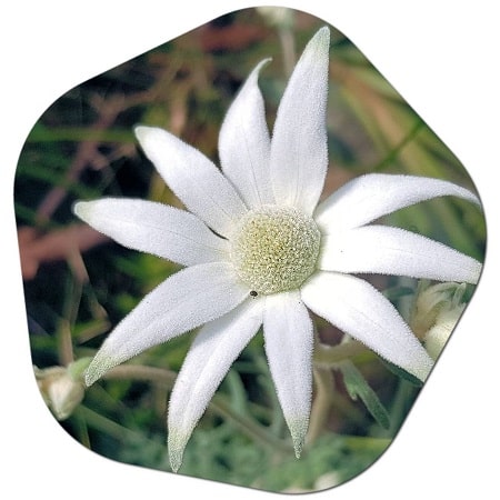 Is actinotus major (flannel flower) native to America