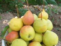 Do pear trees grow in the Polish climate