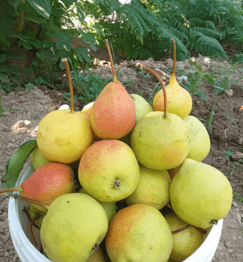 Do pear trees grow in the Polish climate?