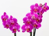 American Orchid Flowers