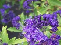 What is Caryopteris x clandonensis Arthur Simmonds used for